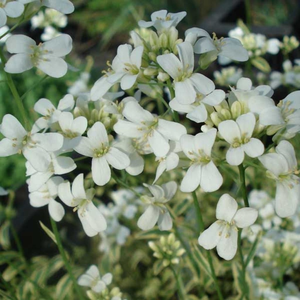 Arabis Ferdinandi Coburgii Old Gold, Corbeille d'Argent