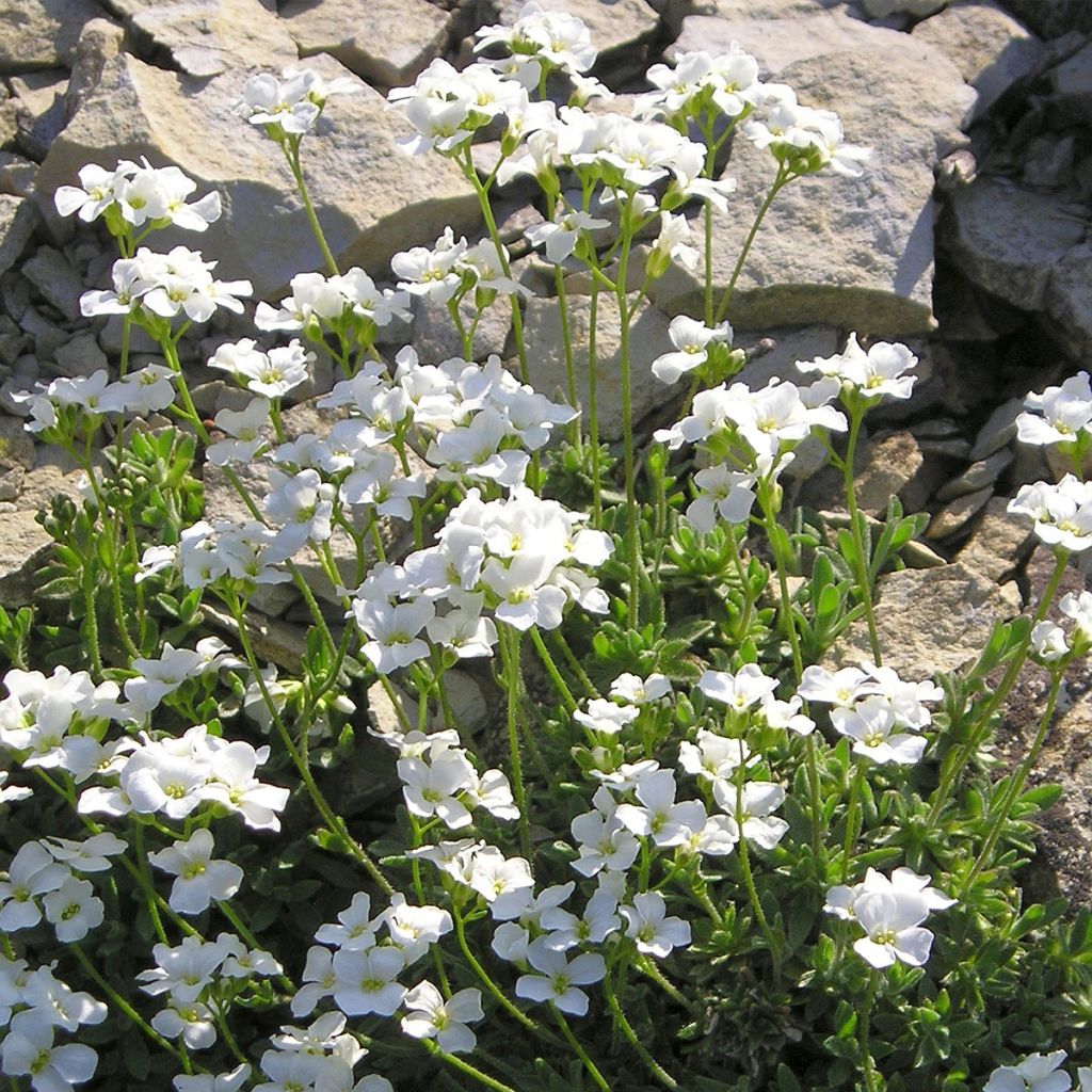 Arabis ferdinandi coburgii - Gänsekressen