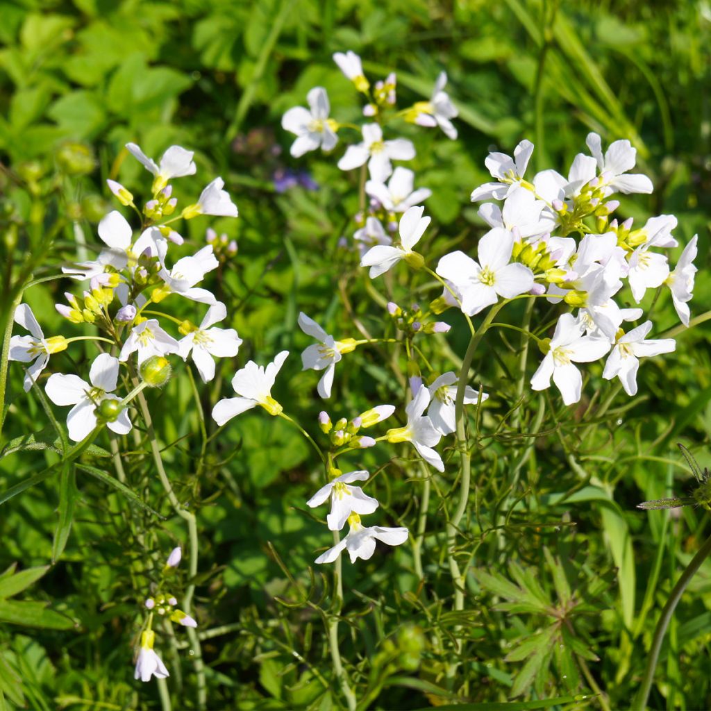 Arabis Ferdinandi Coburgi