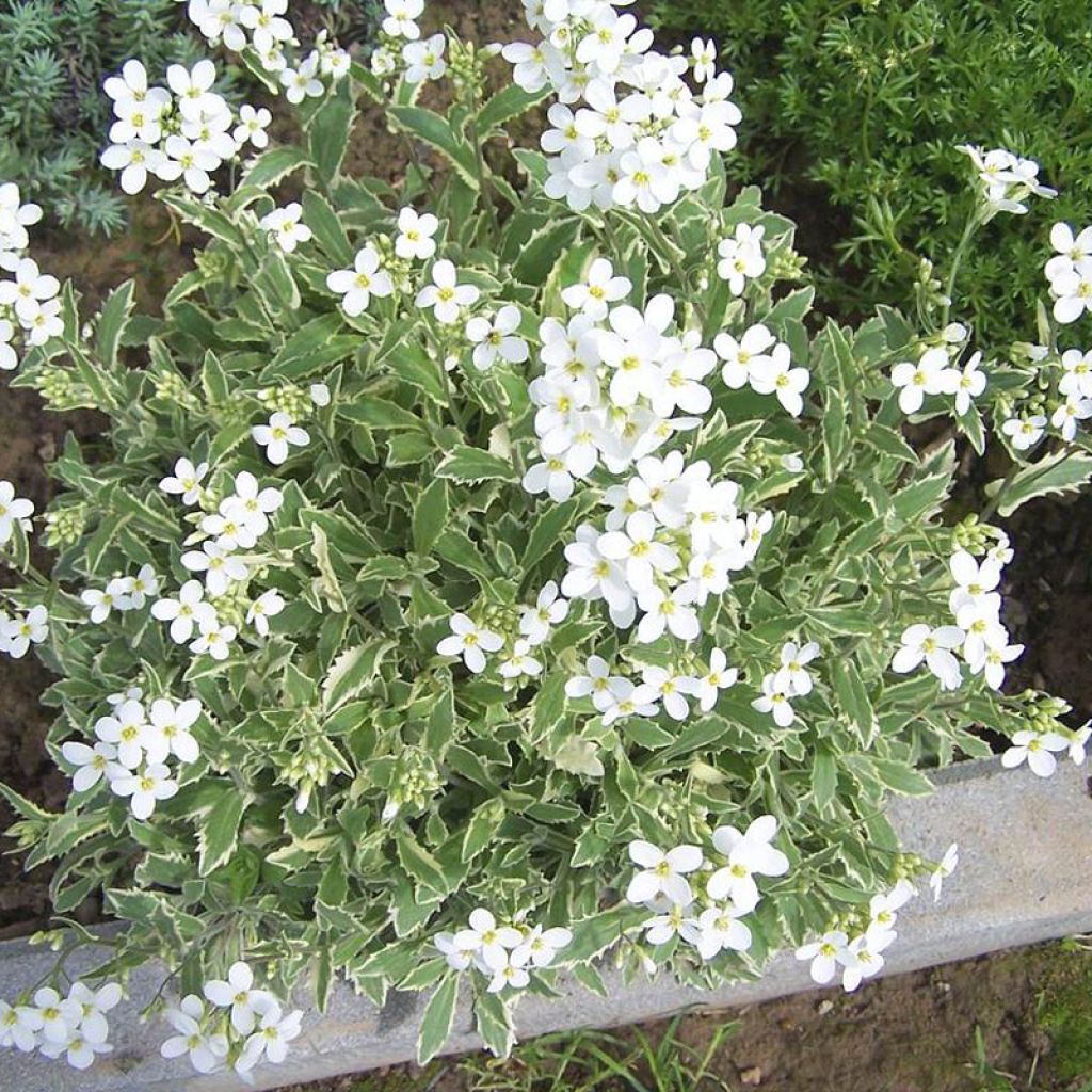 Arabis caucasica Variegata - Kaukasische Gänsekresse