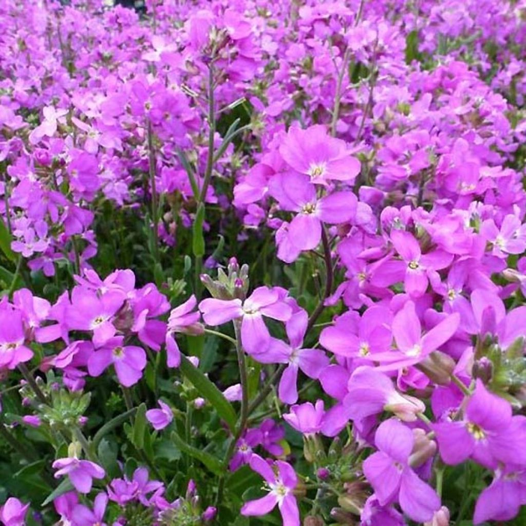 Arabis blepharophylla Frühlingzauber - Wimpernblättrige Gänsekresse