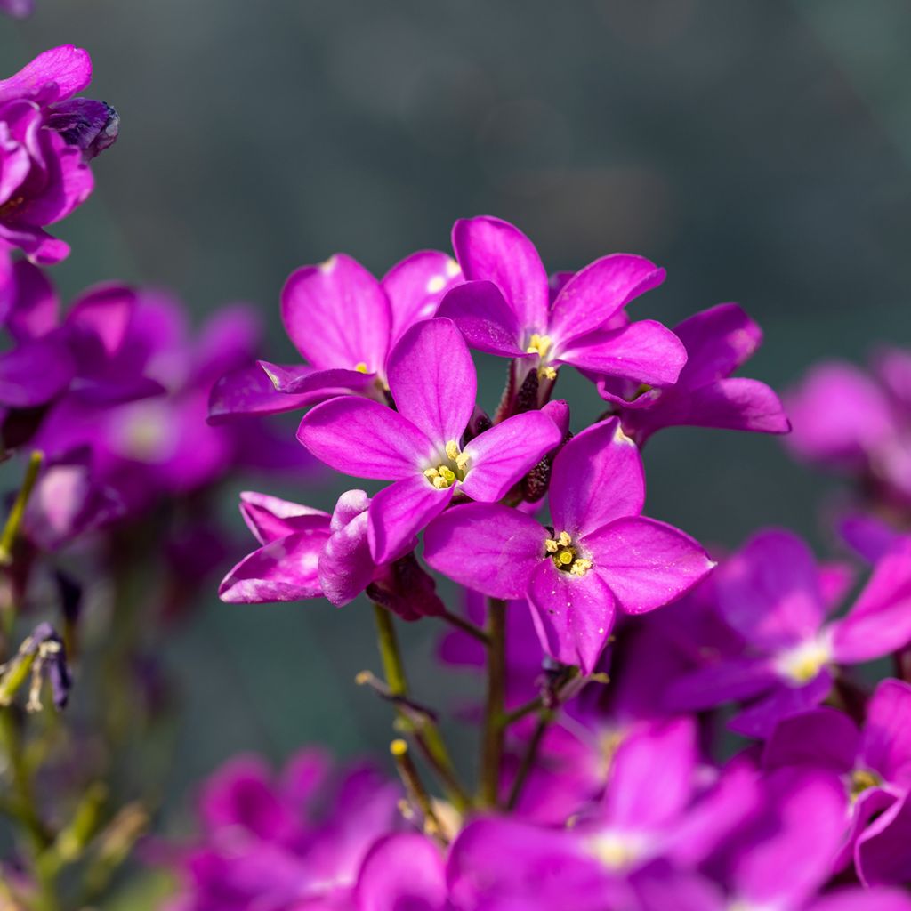 Arabis blepharophylla Frühlingzauber - Wimpernblättrige Gänsekresse