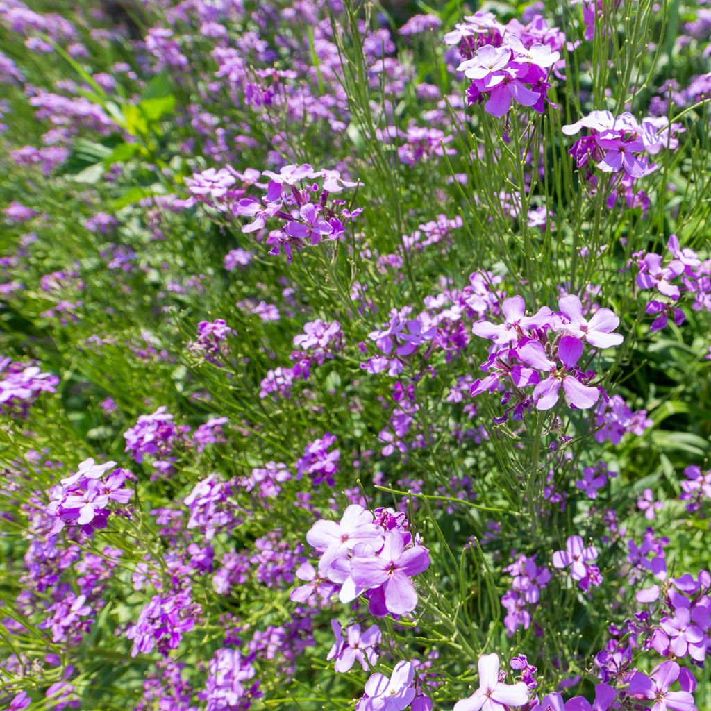 Arabis blepharophylla - Wimperblättrige Gartenkresse