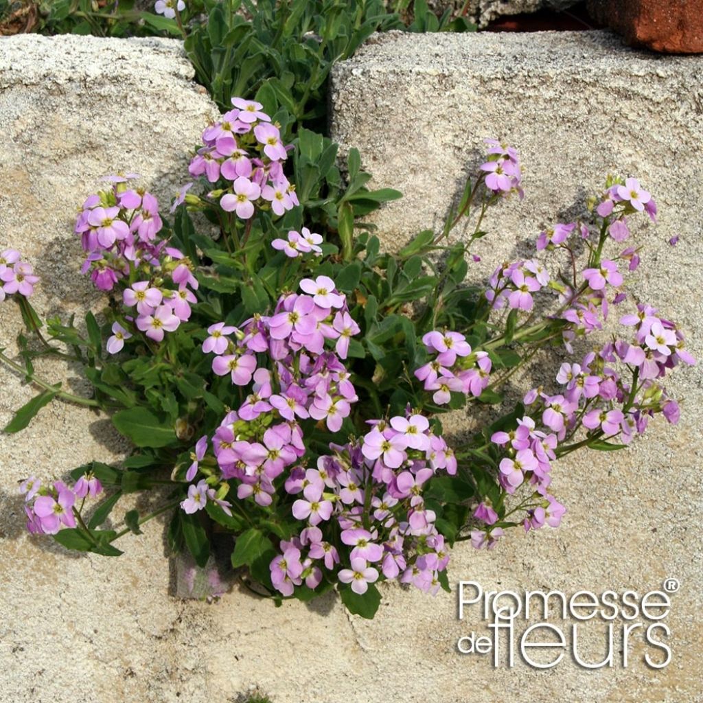 Arabis caucasica Rosea - Kaukasische Gänsekresse