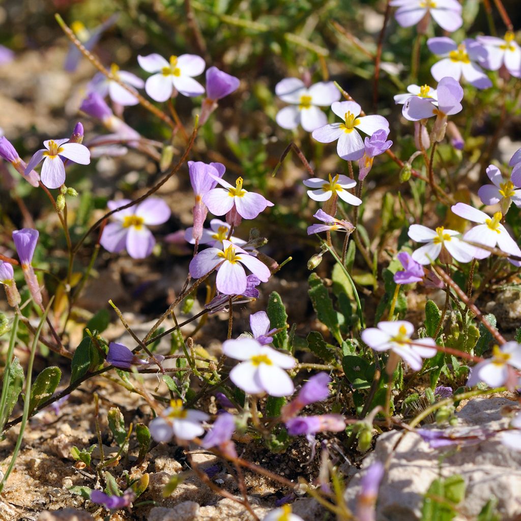 Arabis caucasica Rosea - Kaukasische Gänsekresse