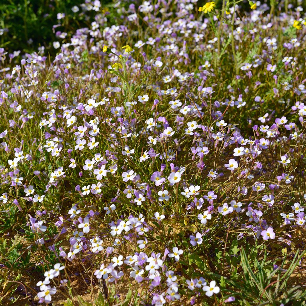 Arabis caucasica Rosea - Kaukasische Gänsekresse