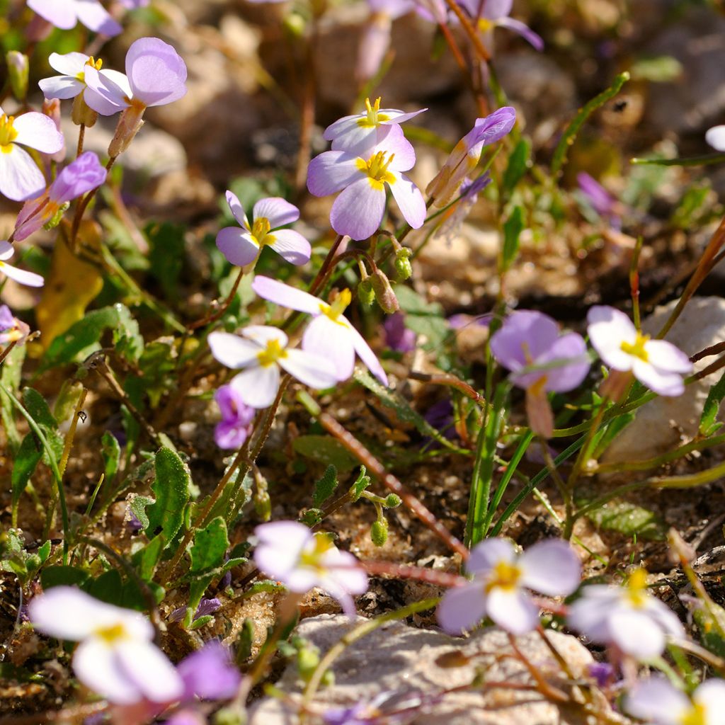 Arabis caucasica Rosea - Kaukasische Gänsekresse