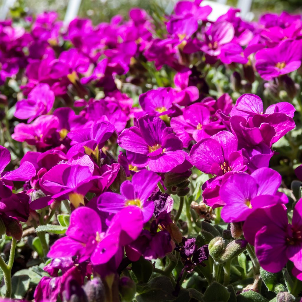 Arabis caucasica Aubris Deep Rose - Kaukasische Gänsekresse