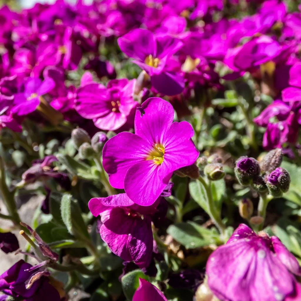 Arabis caucasica Aubris Deep Rose - Kaukasische Gänsekresse