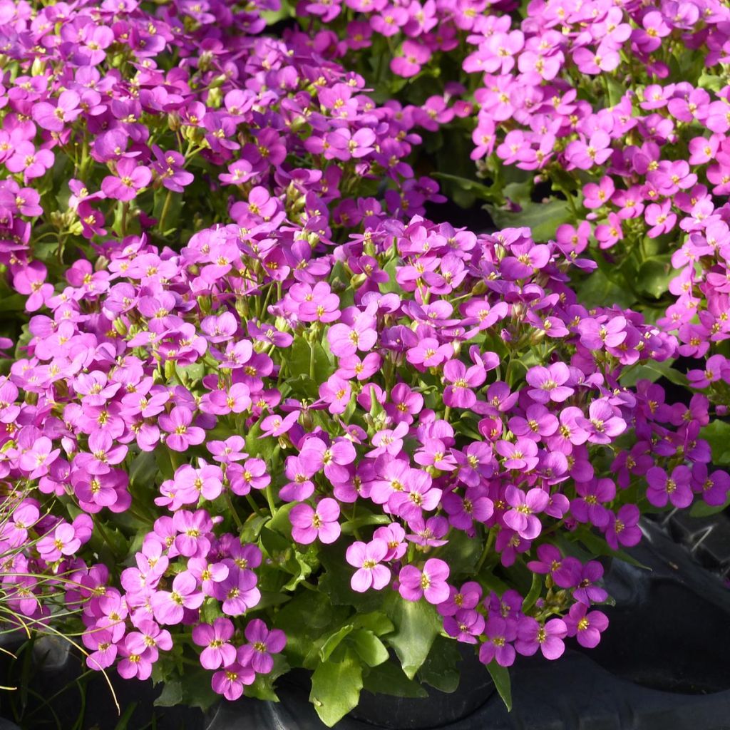 Arabis caucasica Roselite - Kaukasische Gänsekresse