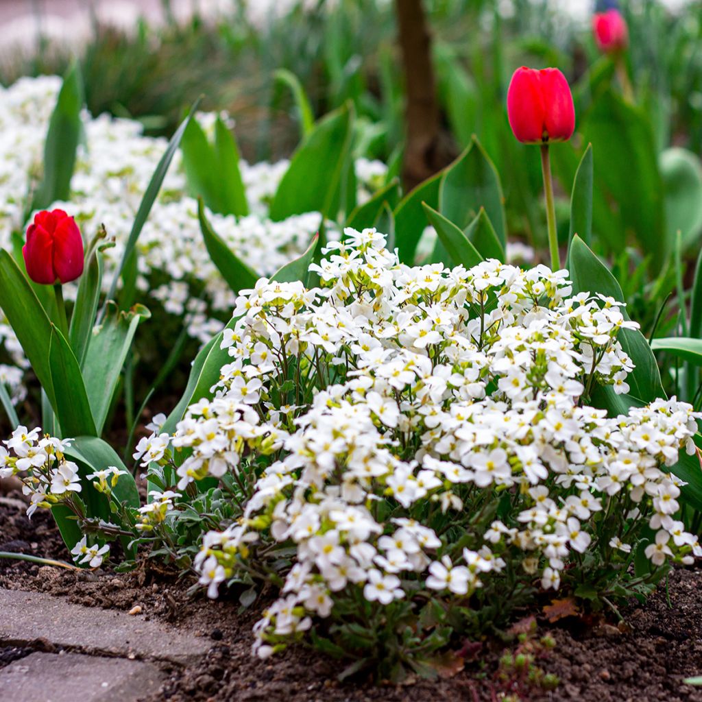 Arabis caucasica Snowball - Kaukasische Gänsekresse