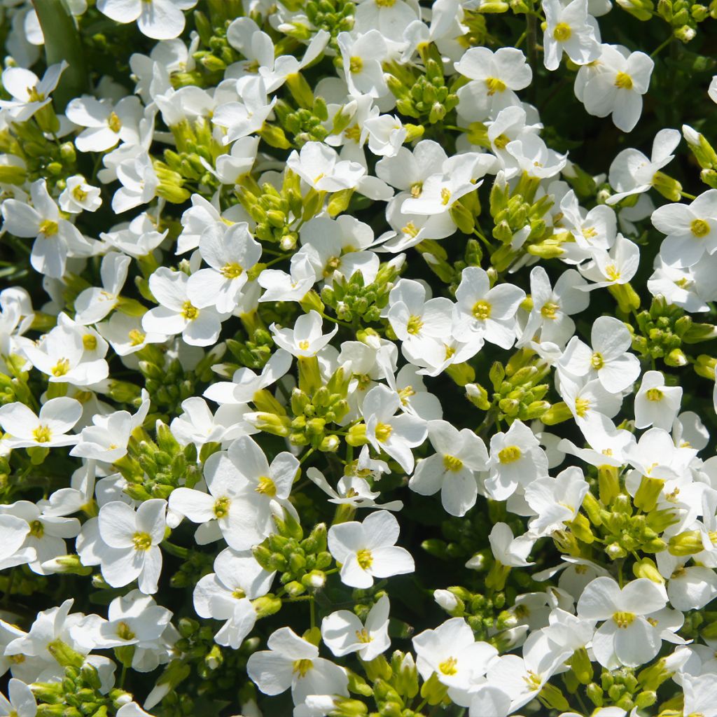 Arabis caucasica Snowball - Corbeille d'argent