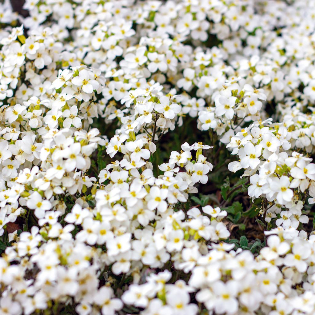 Arabis caucasica Snowball - Corbeille d'argent