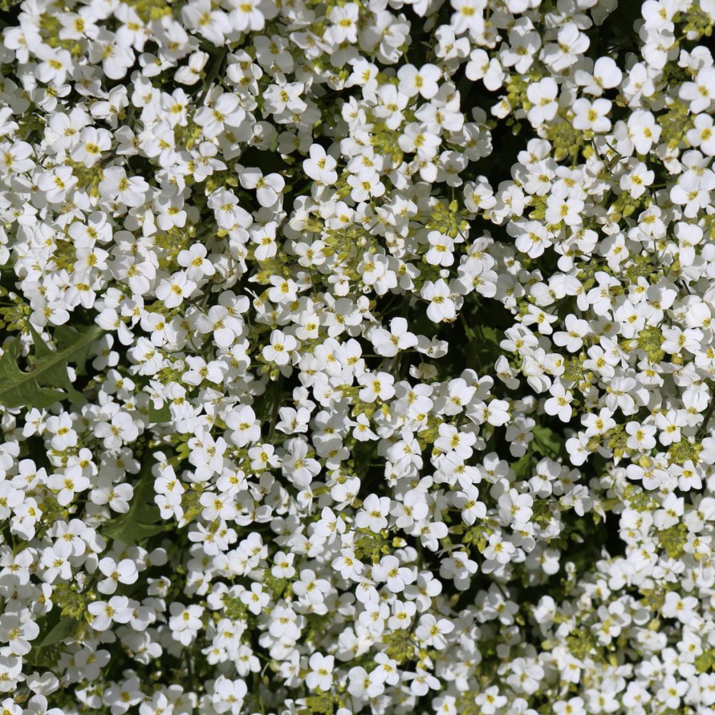 Arabis caucasica Snowcap - Kaukasische Gänsekresse