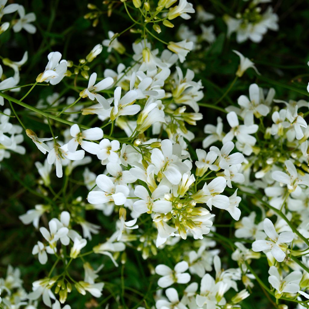 Arabis caucasica Snowcap - Kaukasische Gänsekresse