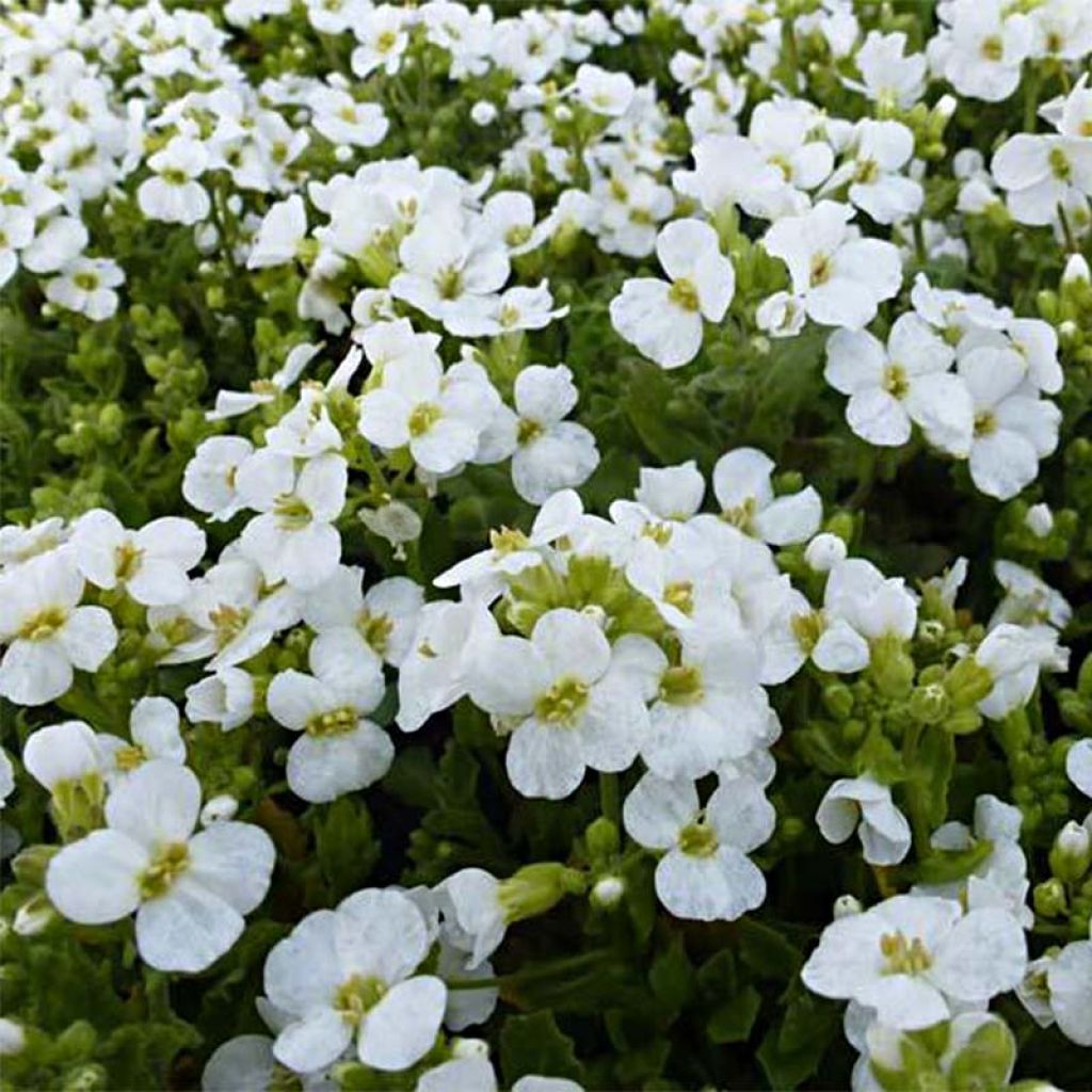 Arabis caucasica Snowcap - Kaukasische Gänsekresse