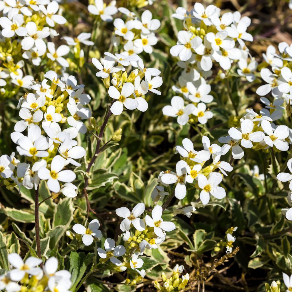 Arabis caucasica Variegata - Kaukasische Gänsekresse