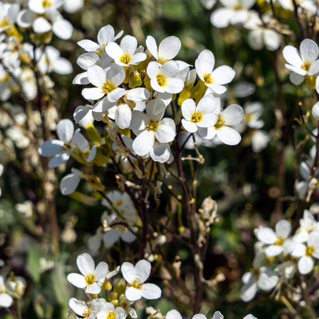 Arabis caucasica Variegata - Kaukasische Gänsekresse