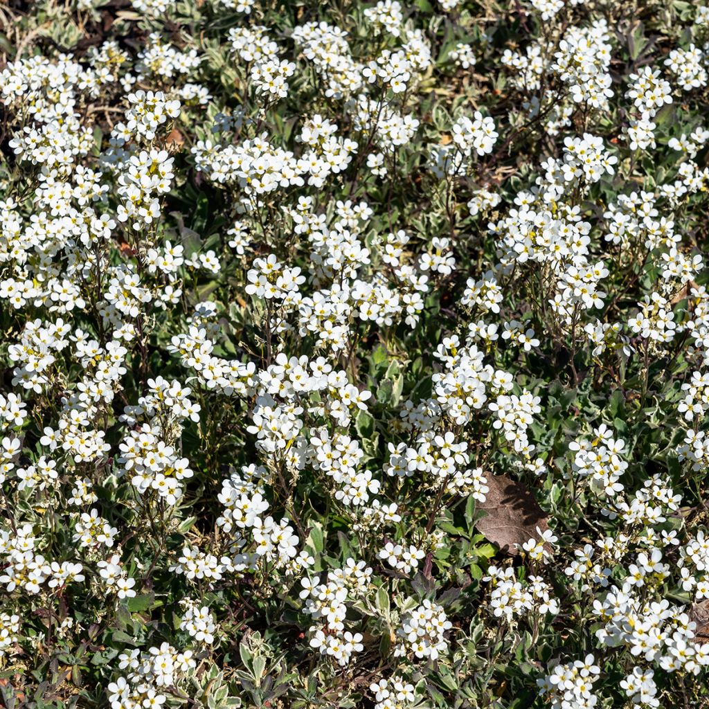 Arabis caucasica Variegata - Kaukasische Gänsekresse