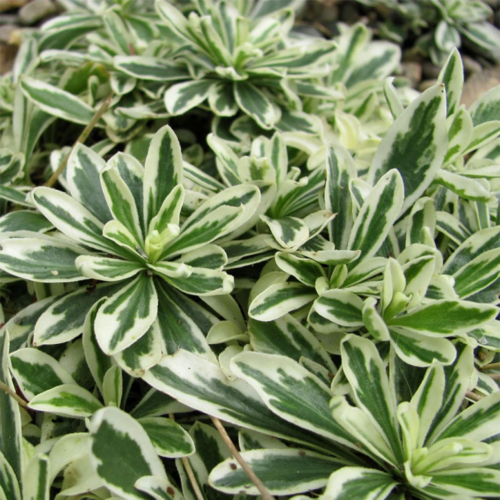 Arabis ferdinandi coburgii Variegata - Weißbunte Gänsekresse