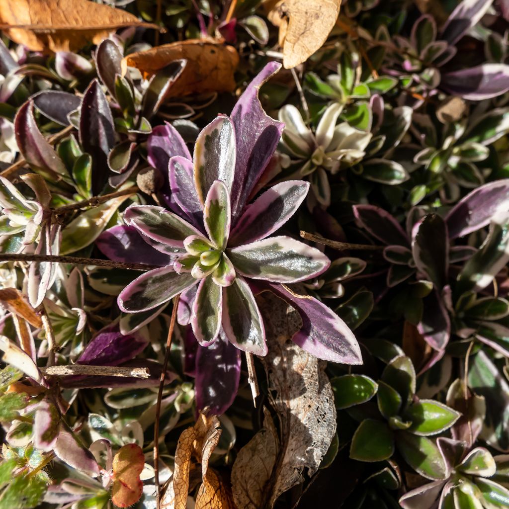 Arabis ferdinandi coburgii Variegata - Weißbunte Gänsekresse