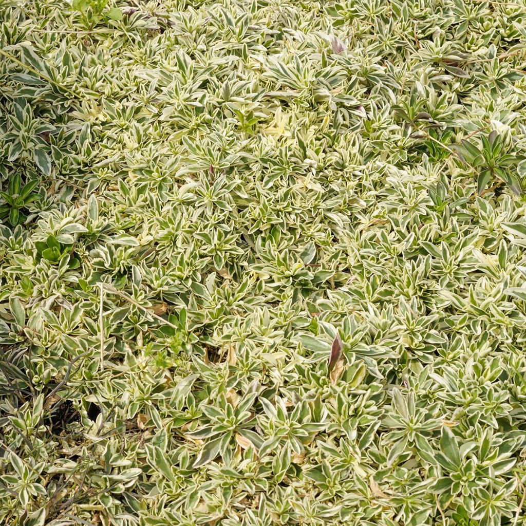 Arabis ferdinandi coburgii Variegata - Weißbunte Gänsekresse