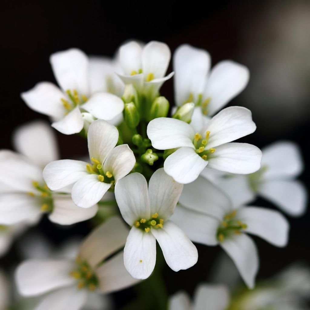 Arabis procurrens Neuschnee - Corbeille d'argent