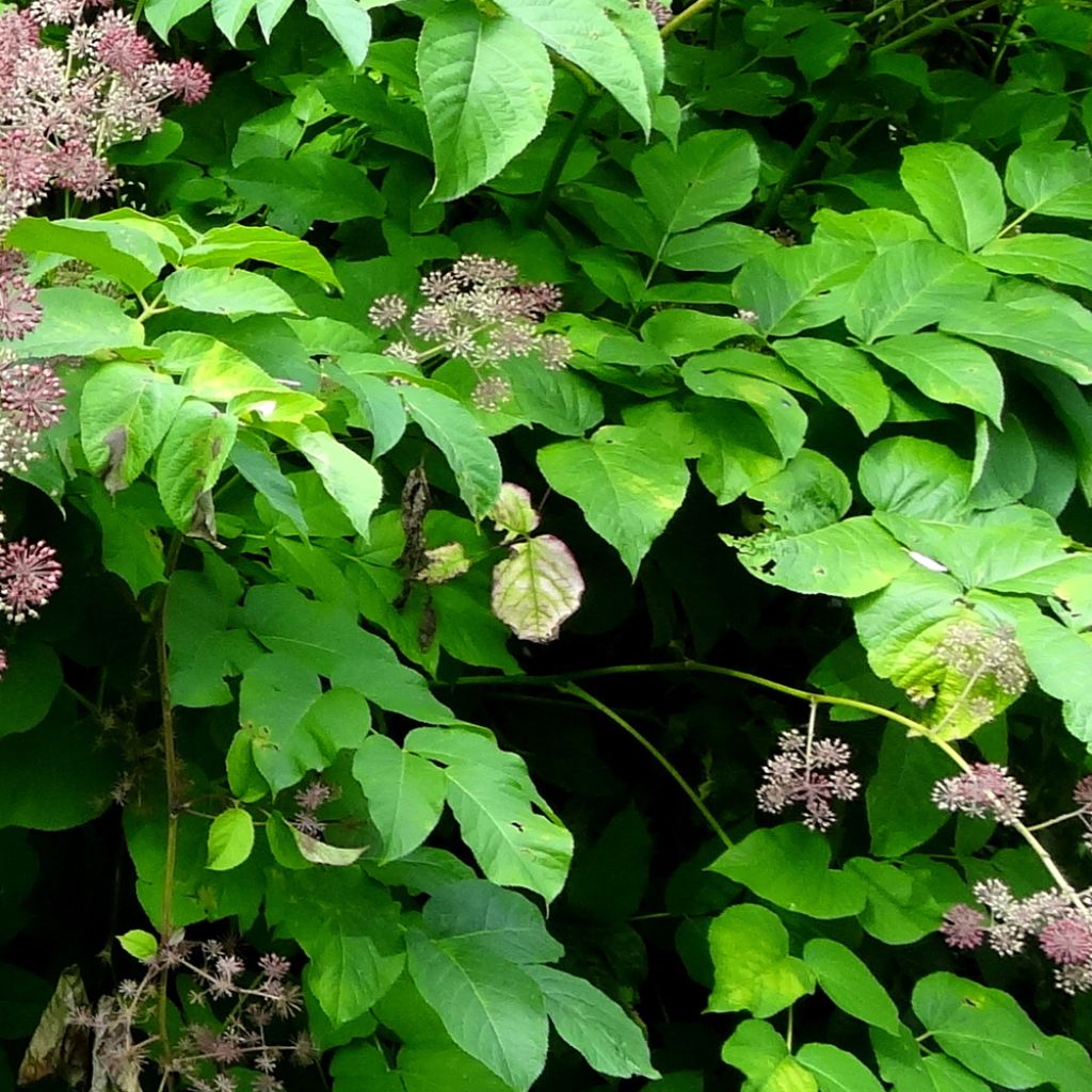 Aralia californica - Kalifornischer Aralie