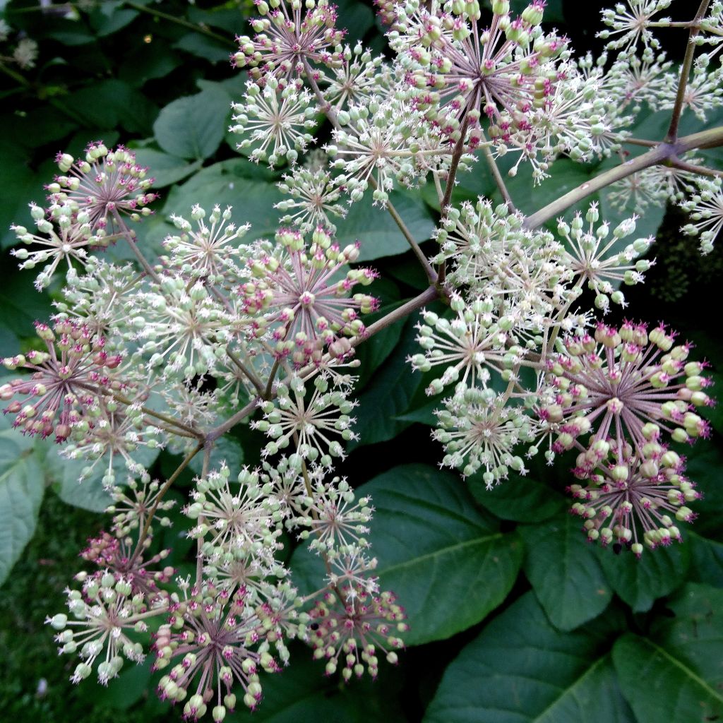 Aralia californica - Kalifornischer Aralie