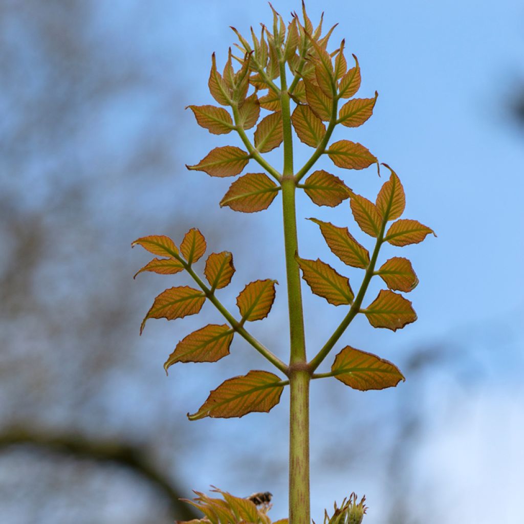 Aralia elata - Aralie