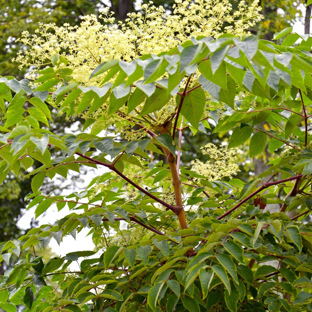 Aralia elata - Aralie