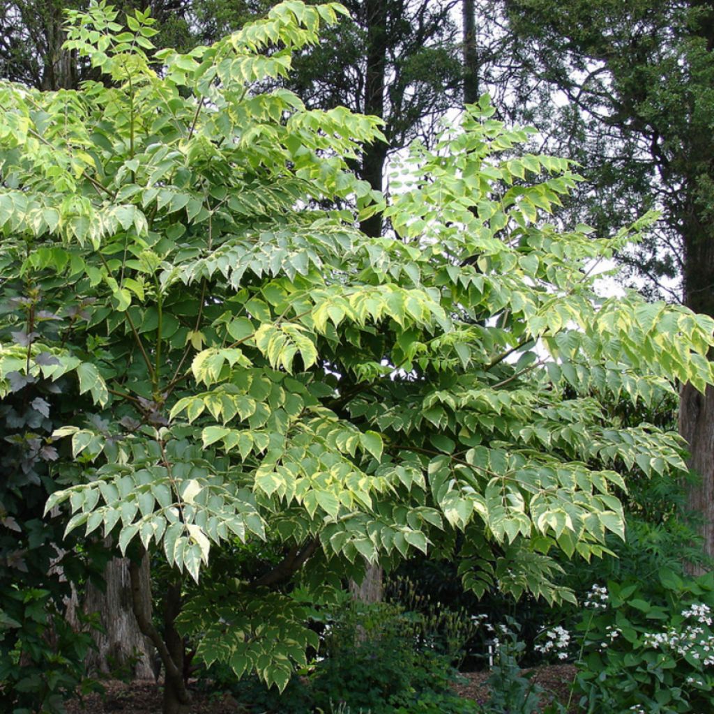 Aralia elata Golden Umbrella - Aralie