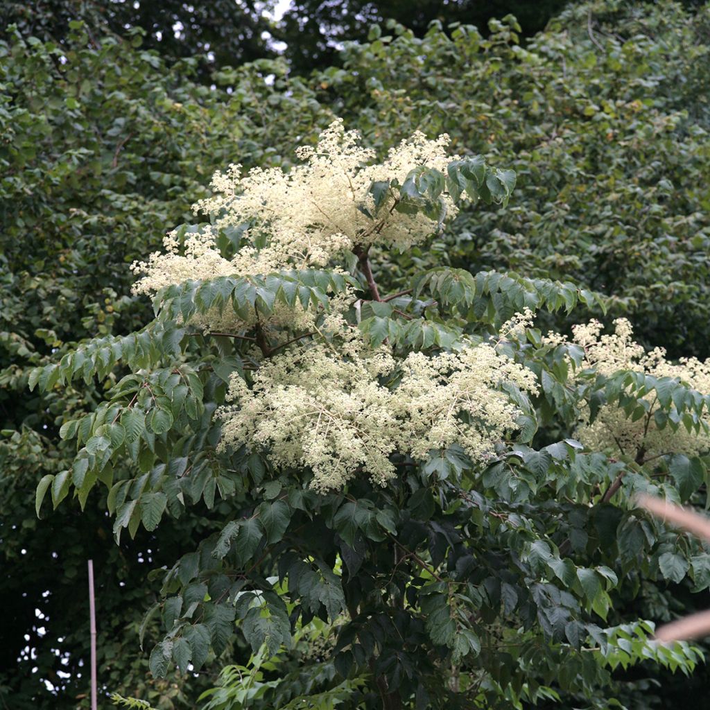 Aralia elata Golden Umbrella - Aralie