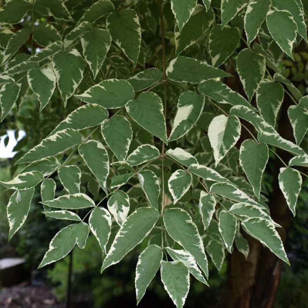 Aralia elata Silver Umbrella - Aralie