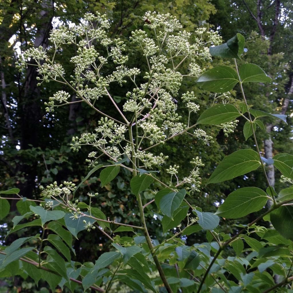 Aralia spinosa - Japanischer Angelikabaum