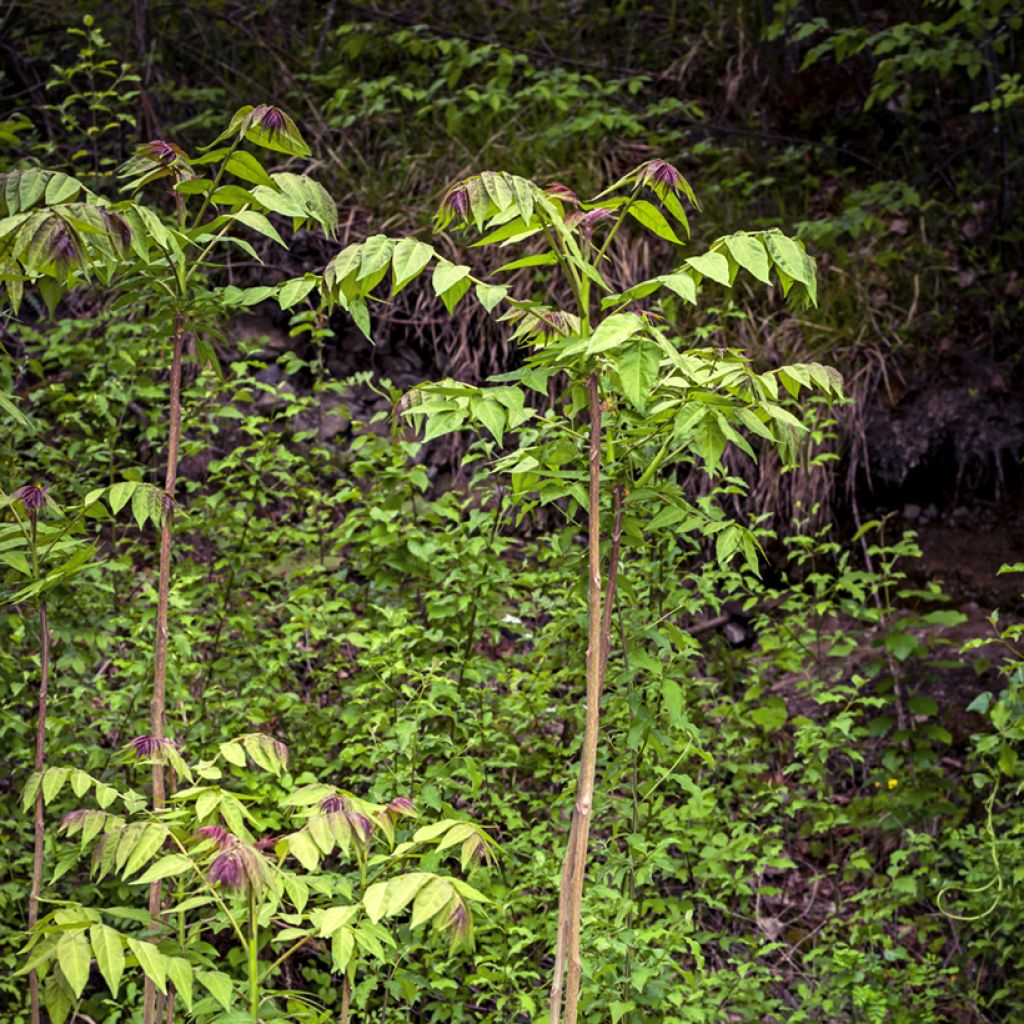 Aralia spinosa - Japanischer Angelikabaum