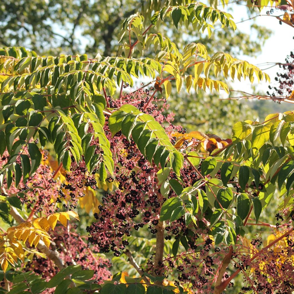 Aralia spinosa - Japanischer Angelikabaum