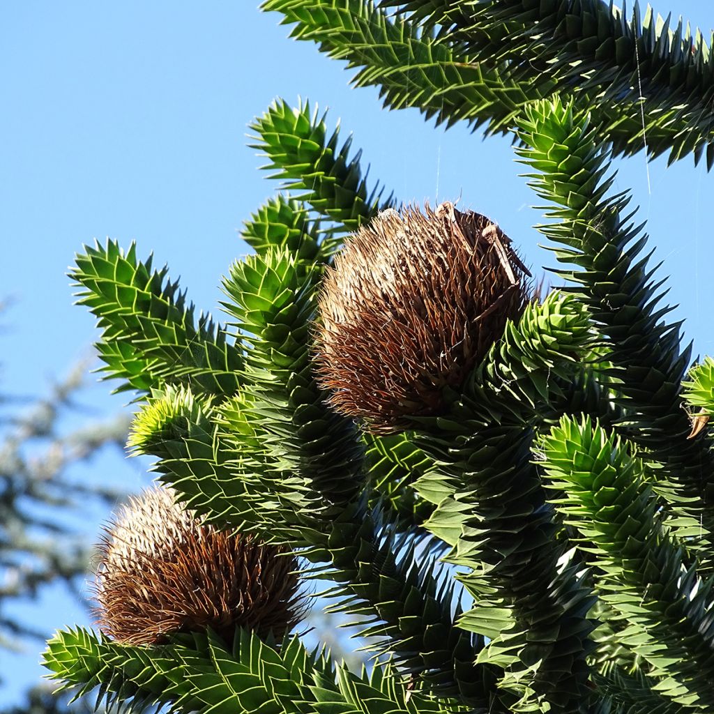 Araucaria araucana - Chilenische Araukarie