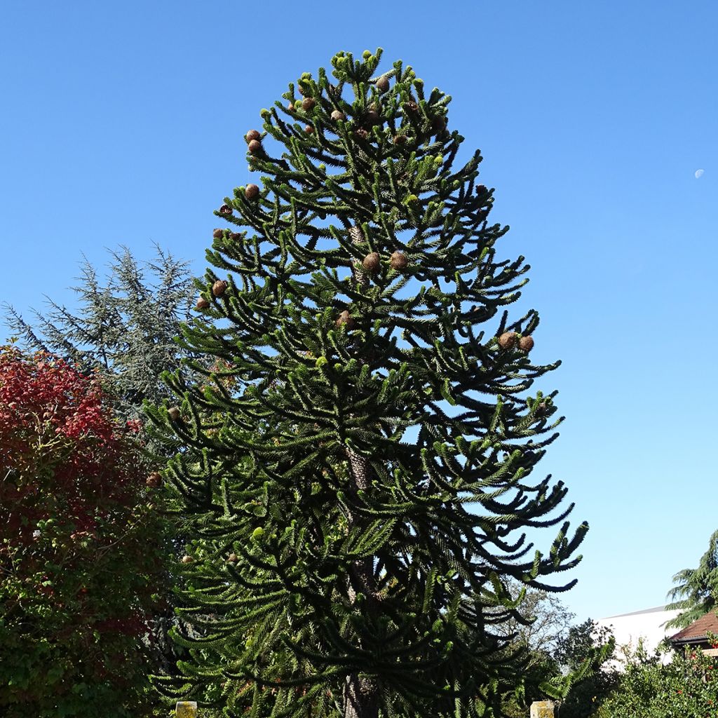 Araucaria araucana - Chilenische Araukarie