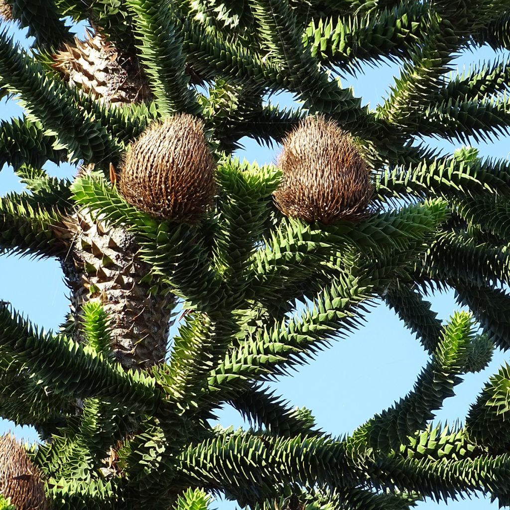 Araucaria araucana - Chilenische Araukarie