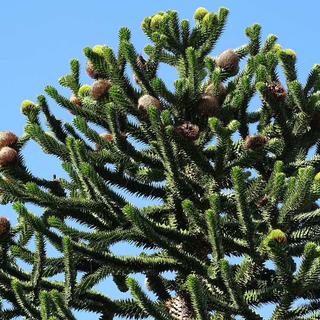 Araucaria araucana - Chilenische Araukarie