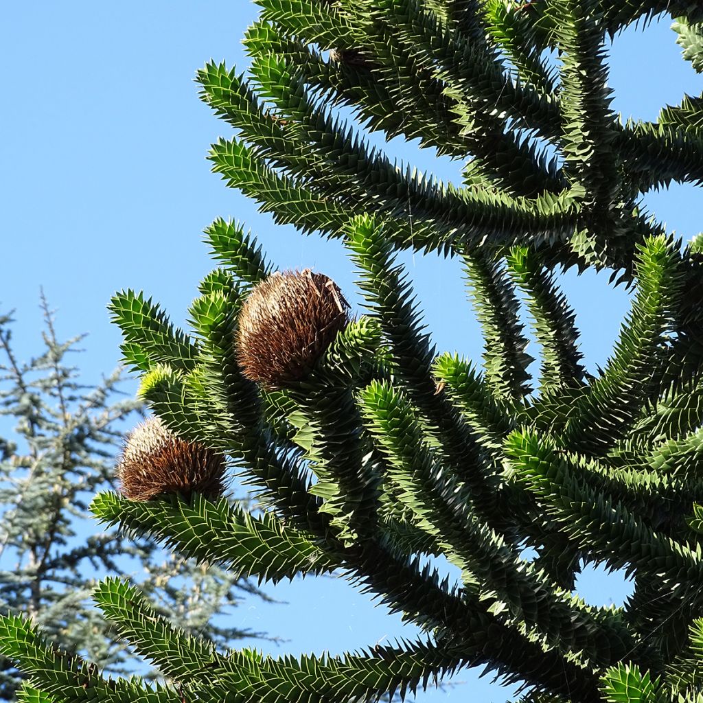 Araucaria araucana - Chilenische Araukarie