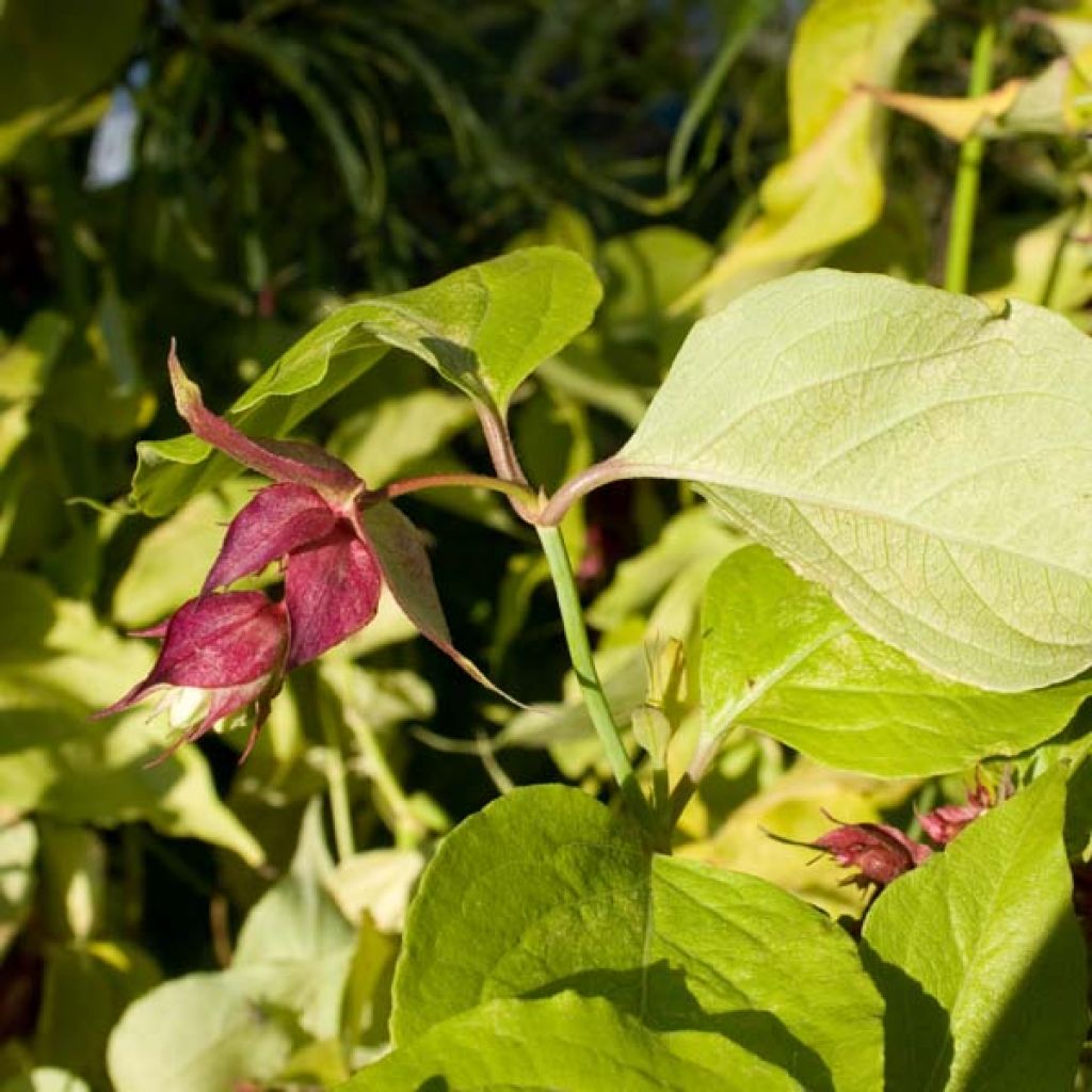 Leycesteria formosa Golden Lanterns - Buntdachblume