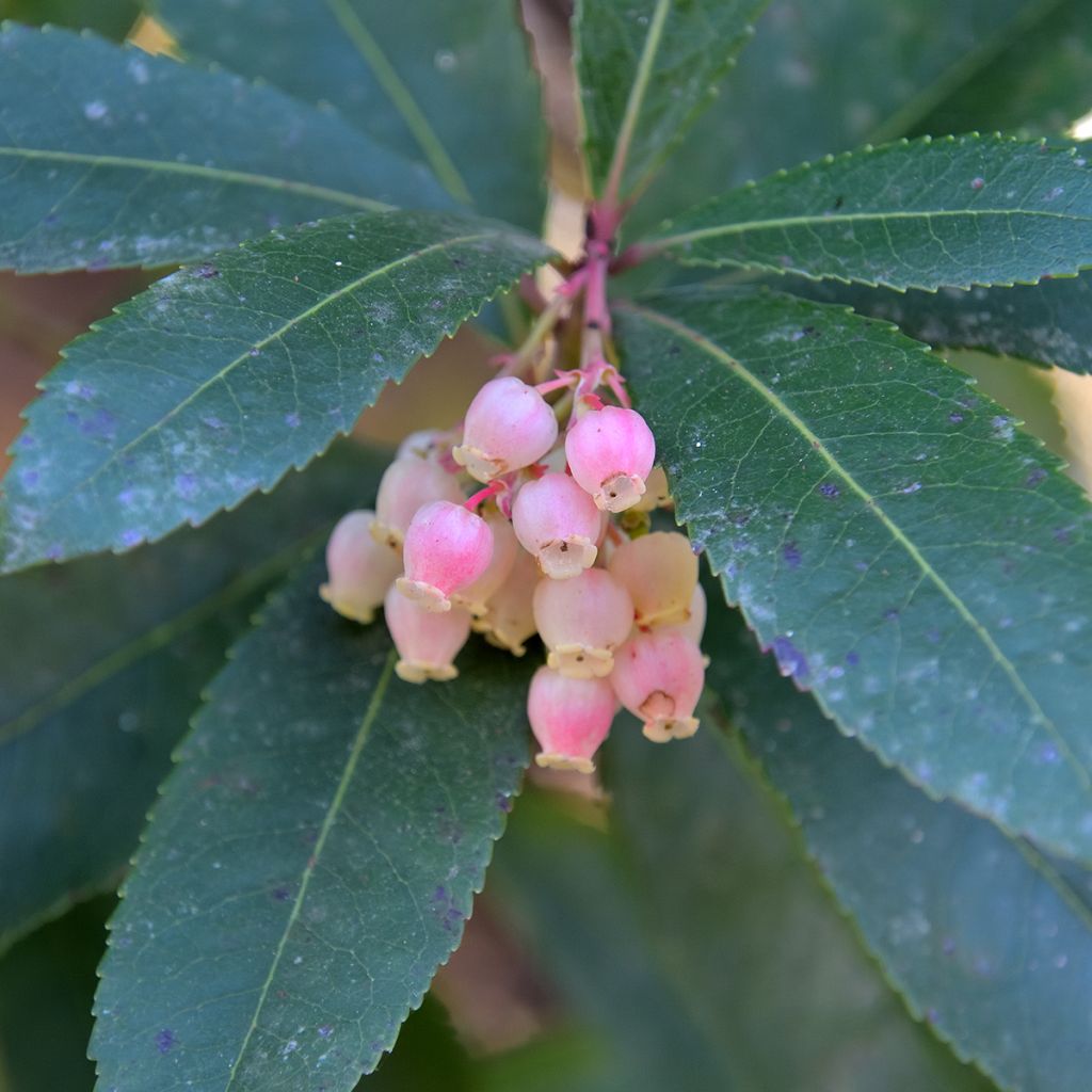 Westlicher Erdbeerbaum Pink Giant 'Nevez' - Arbutus unedo