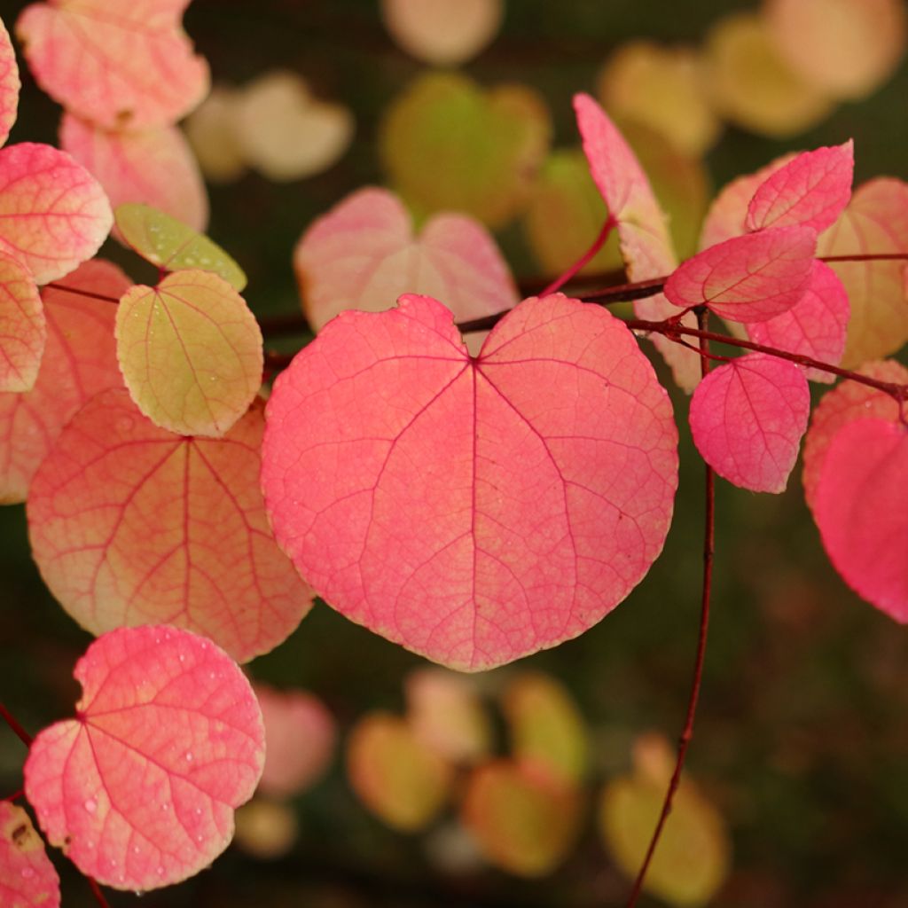 Japanischer Kuchenbaum - Cercidiphyllum japonicum