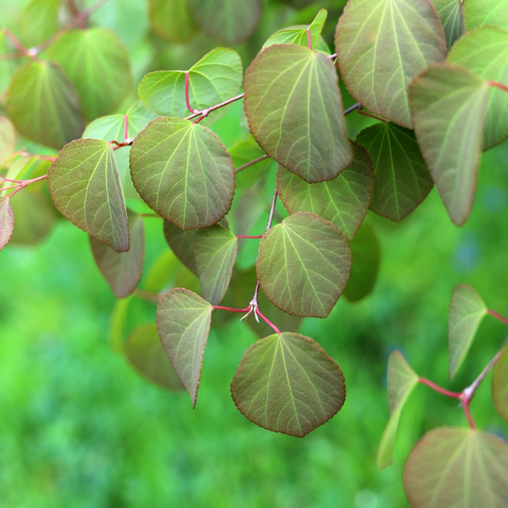 Japanischer Kuchenbaum - Cercidiphyllum japonicum