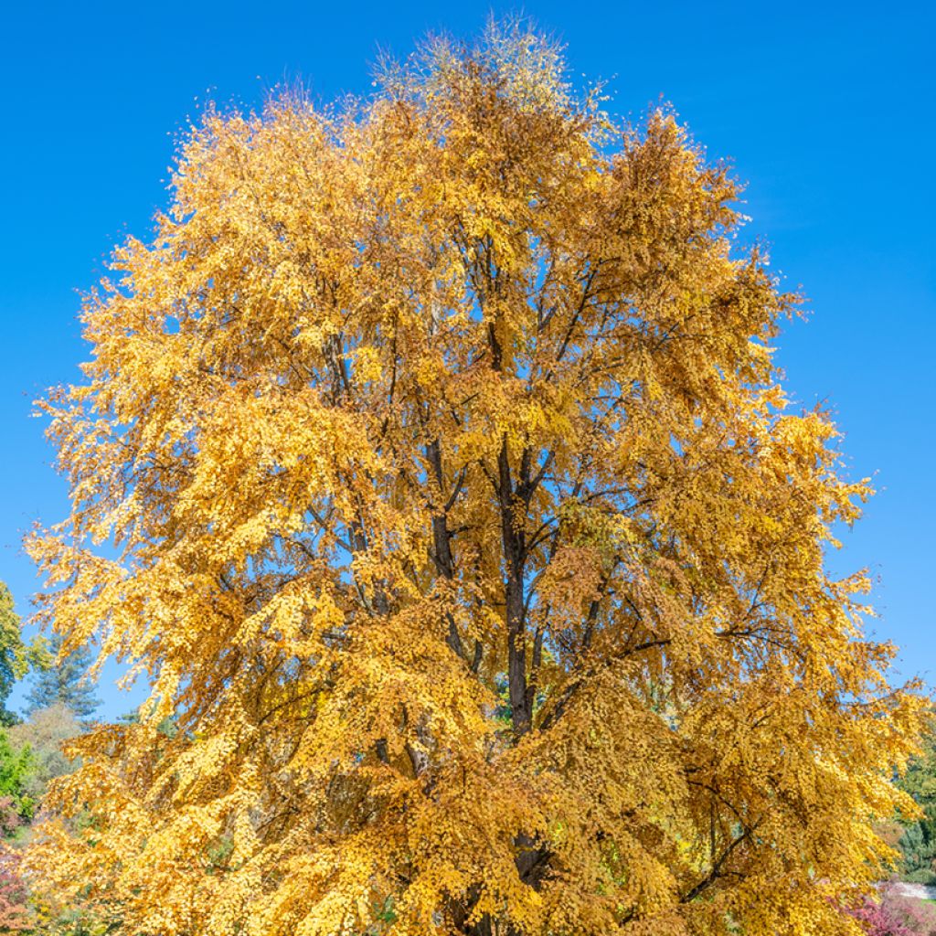 Japanischer Kuchenbaum - Cercidiphyllum japonicum