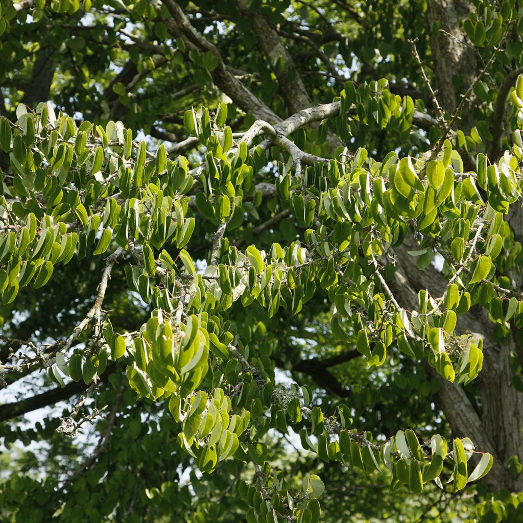 Cercidiphyllum magnificum - Kuchenbaum