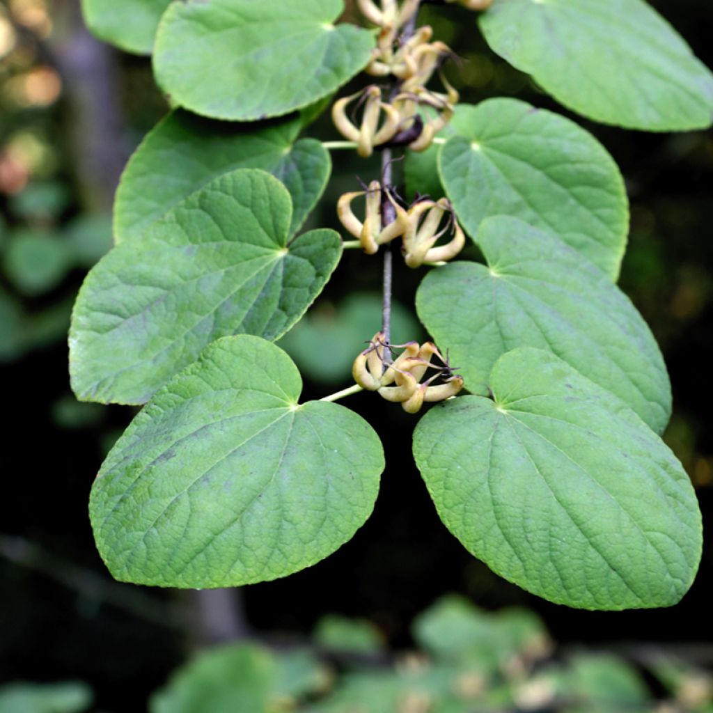 Cercidiphyllum magnificum - Kuchenbaum