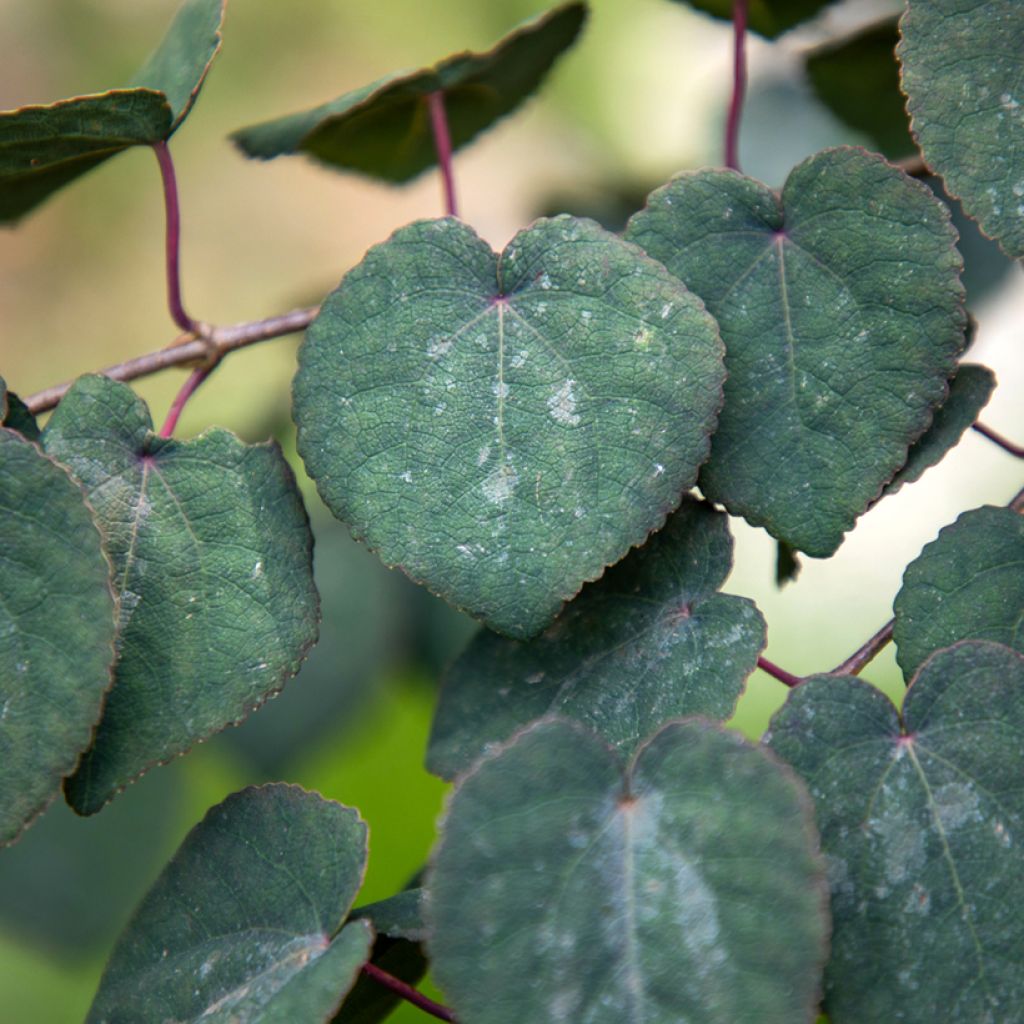 Japanischer Kuchenbaum Rotfuchs - Cercidiphyllum japonicum